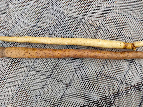 山药“易容术”：消毒剂漂白变白嫩