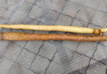 山药“易容术”：消毒剂漂白变白嫩