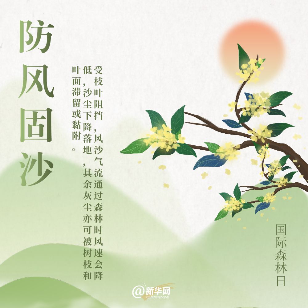 国际森林日丨细数森林给地球带来的“buff”