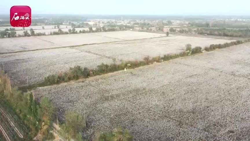 休想抹黑!关于新疆棉花的6个事实