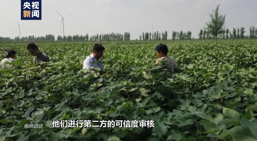 白棉花为何上了“黑名单”?