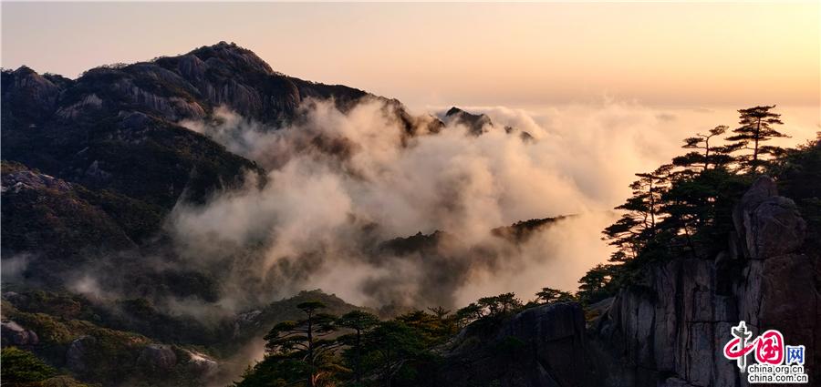 清明黄山：雨后云海与黄山木兰同框竞秀
