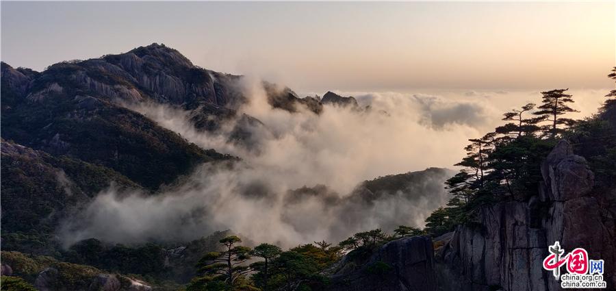 清明黄山：雨后云海与黄山木兰同框竞秀