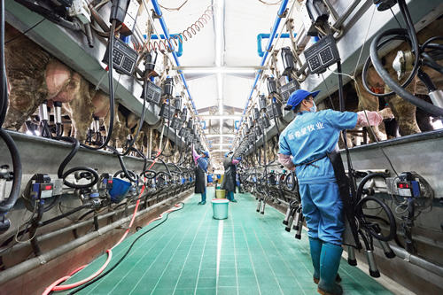 新乳业业绩双增长 三年翻番 ,一季度预计大幅超预期!