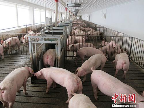 猪肉价格降了 10元一斤的猪肉要来了？