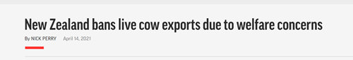 新西兰发布种牛出口禁令,“缺牛”困扰新建牧场,奶价还要涨?