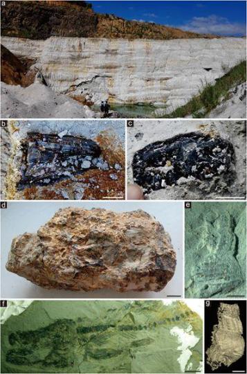 漳浦生物群产地的野外露头和各类化石。中国科学院南京地质古生物研究所供图南古所供图摄