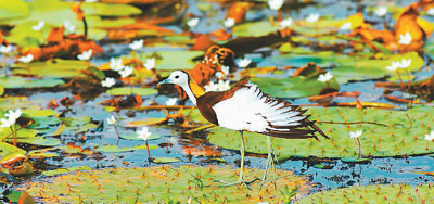台湾鸟类生存环境堪忧