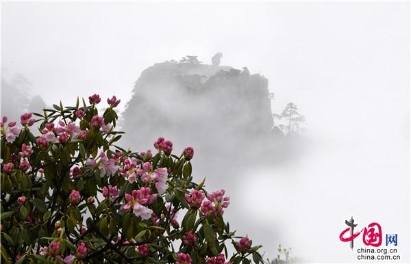 安徽黄山：花开正好美景俏 风光正妖娆（图）