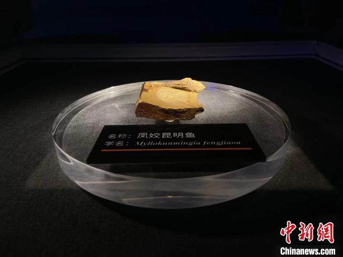 图为凤姣昆明鱼化石。　缪超摄