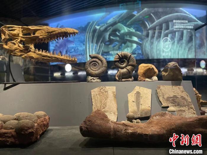 图为澄江化石地自然博物馆内陈列的部分古生物化石。　缪超摄