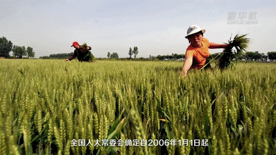 这枚面值80分的邮票上，是牵动亿万农民的大事