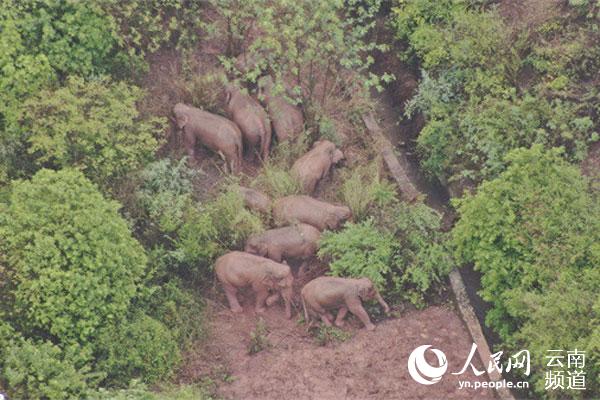 云南省林草局:亚洲象数量不断增长 分布范围不断扩大