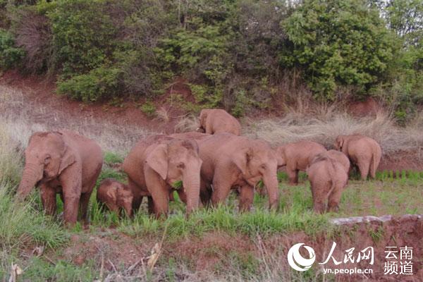 云南省林草局:亚洲象数量不断增长 分布范围不断扩大