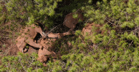 【跟着大象逛云南·“象”滇记】 ①西双版纳：心之所“象”的地方