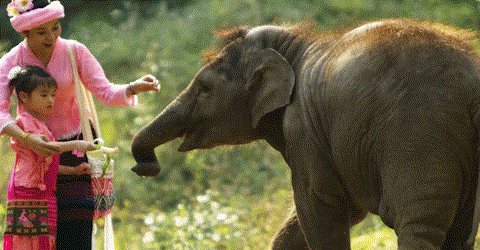 【跟着大象逛云南·“象”滇记】 ①西双版纳：心之所“象”的地方