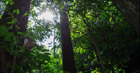 【跟着大象逛云南·“象”滇记】 ①西双版纳：心之所“象”的地方