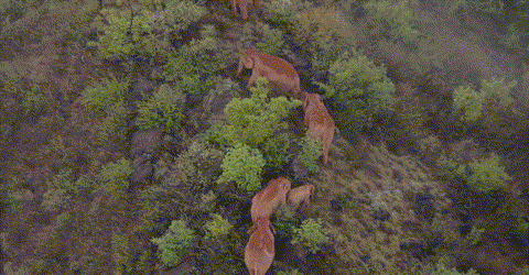 【跟着大象逛云南·“象”滇记】 ①西双版纳：心之所“象”的地方
