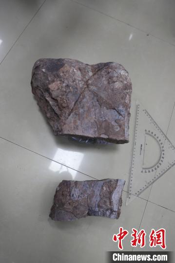 图为恐龙化石刘芳摄