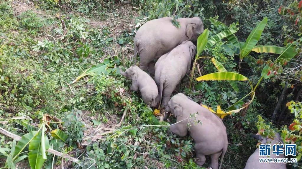 【跟着大象看生态】大象食堂“约饭”记