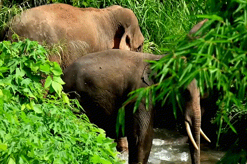 【跟着大象逛云南·“象”滇记】②普洱:“象”见恨晚的地方