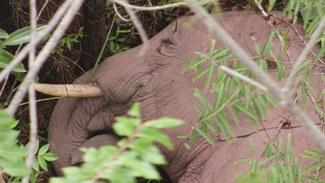 【跟着大象逛云南·“象”滇记】②普洱:“象”见恨晚的地方