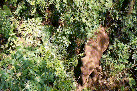 【跟着大象逛云南·“象”滇记】②普洱:“象”见恨晚的地方