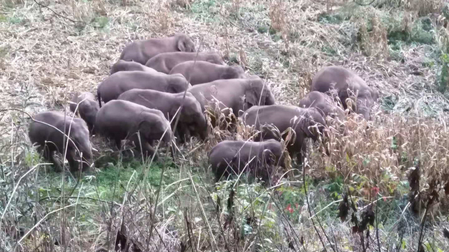 【跟着大象逛云南·“象”滇记】②普洱:“象”见恨晚的地方