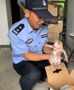 黄山：短尾幼猴遗落山林遇险 警民携手救助脱困