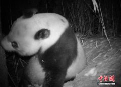 大熊猫野外种群数量达到1800多只 由濒危降为易危