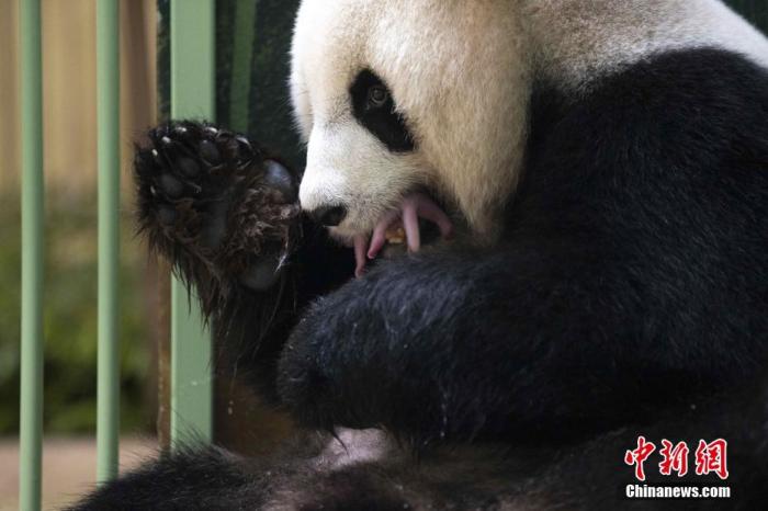 当地时间8月2日，法国中部圣艾尼昂市博瓦勒野生动物园对外宣布，中国旅法大熊猫“欢欢”当天凌晨诞下双胞胎。图为“欢欢”与刚出生的幼崽在一起。 <a target='_blank' href='http://www.chinanews.com/'><p  align=