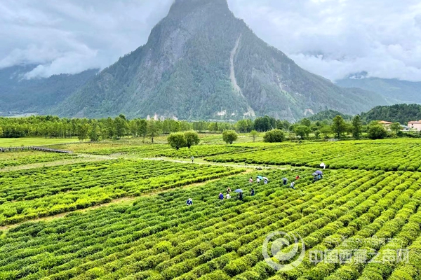 【石榴花开 籽籽同心】小茶叶托起大产业