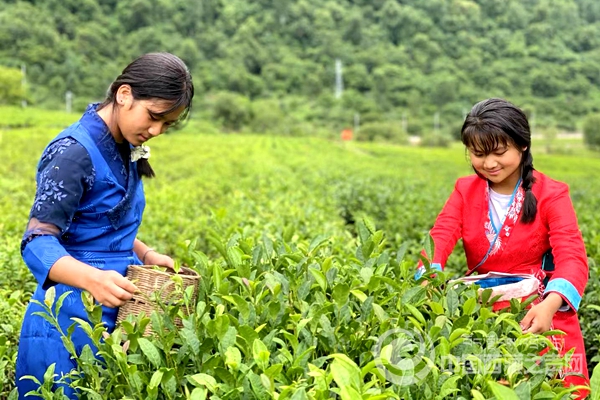 【石榴花开 籽籽同心】小茶叶托起大产业