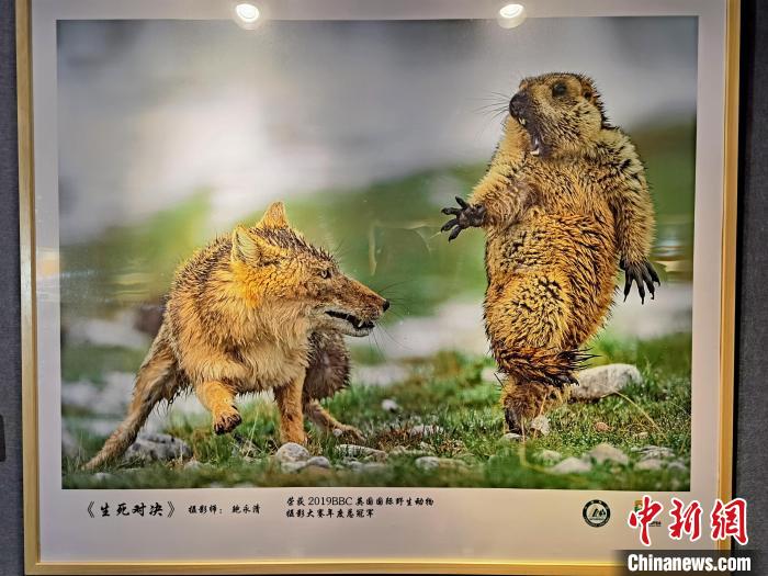 首届祁连山国家公园青海片区生态艺术展在西宁启幕