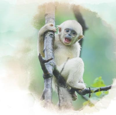 加强野外巡护探索社区共管机制 滇金丝猴保护见成效