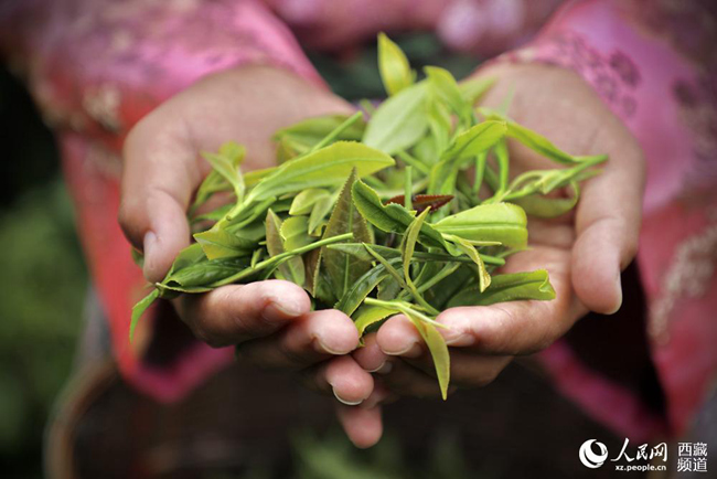 【石榴花开 籽籽同心】波密易贡：一片小茶叶，兴了乡村，富了百姓