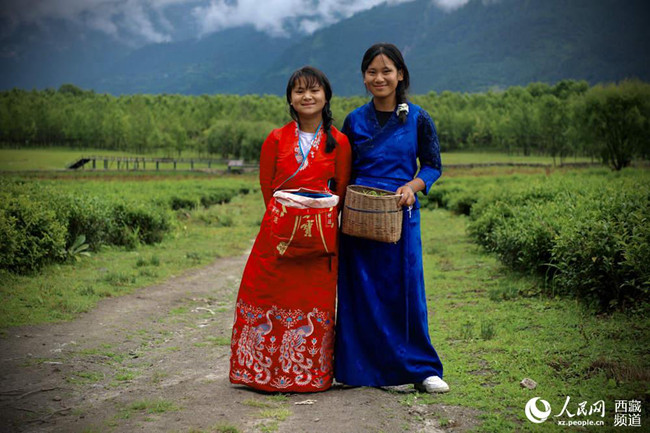 【石榴花开 籽籽同心】波密易贡：一片小茶叶，兴了乡村，富了百姓
