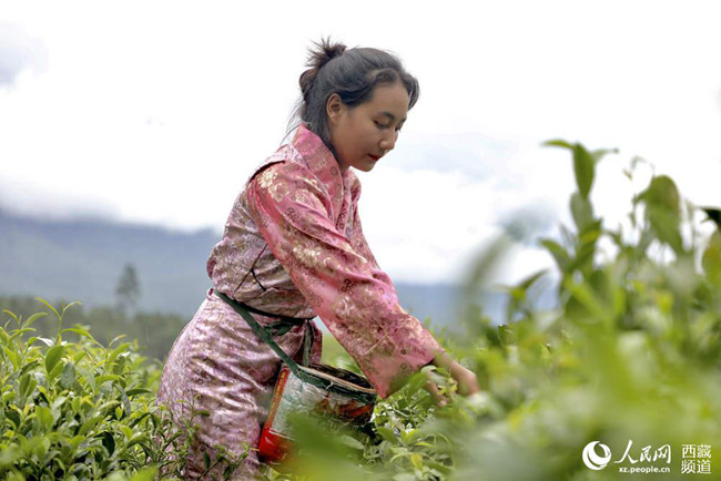 【石榴花开 籽籽同心】波密易贡：一片小茶叶，兴了乡村，富了百姓