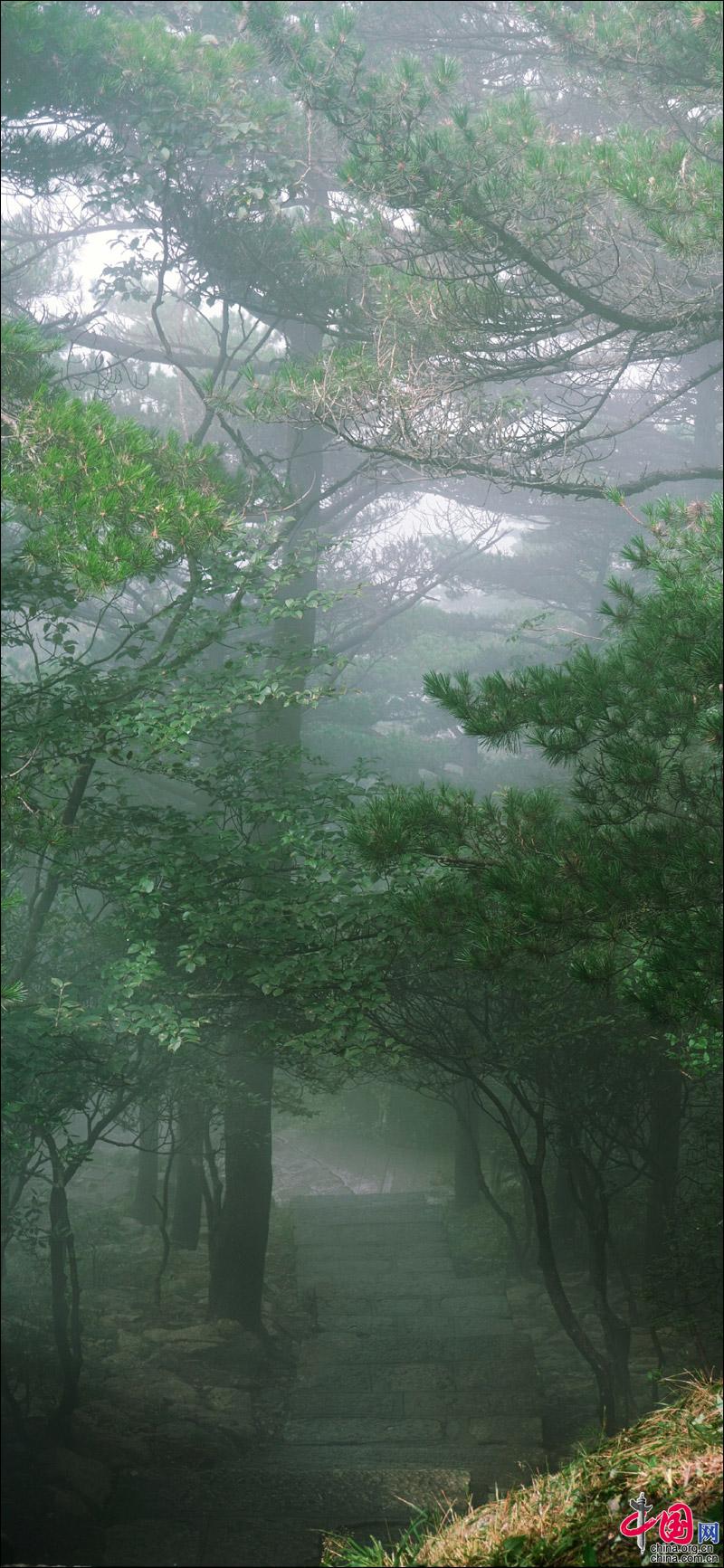 黄山“森系”主题，张张可做手机壁纸(组图)