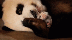 （创意短片）保护生物多样性 中国在行动