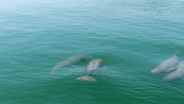 (创意短片)保护生物多样性 中国在行动