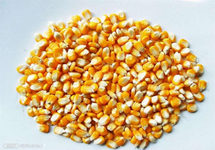 玉米市场降温为何难改饲料涨价势头